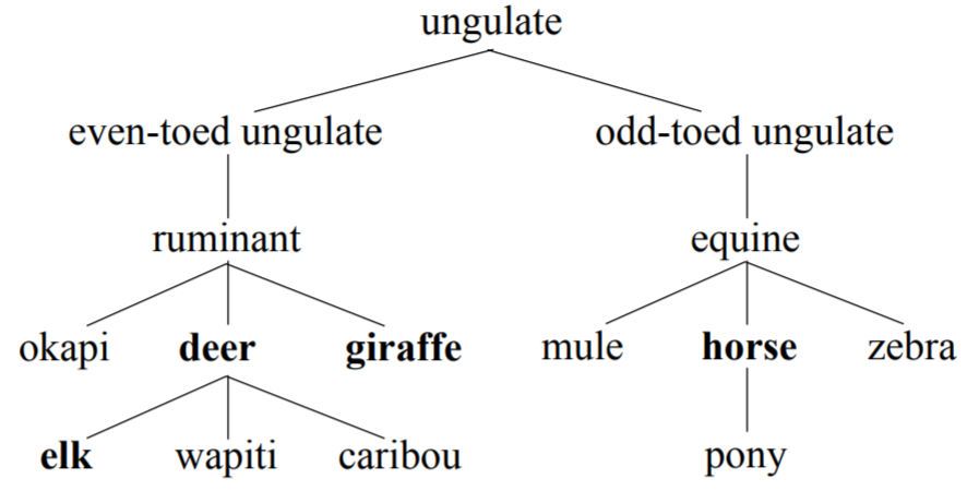 Hierarchy of Words